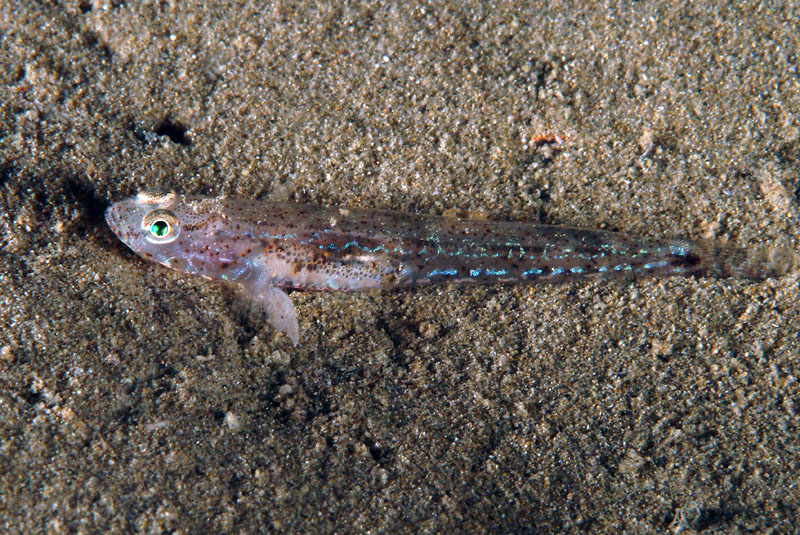 Piccolo gobide (Pomatoschistus sp.)